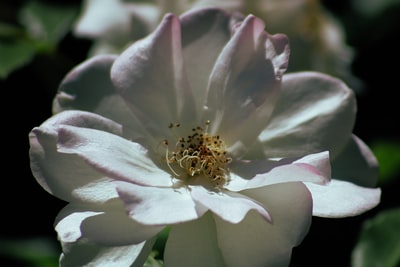 微距拍摄中的白色和紫色花朵
